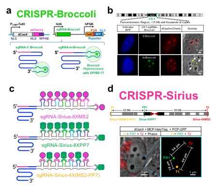 Scientists Develop Novel 4D Genome Imaging Technique