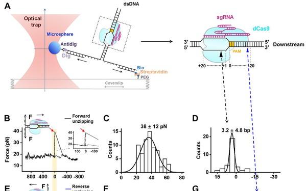 生命学院孙博课题组与合作者在解析Cas9 蛋白分子机制方面取得重要进展