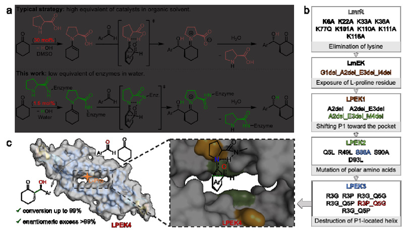 天然氨基酸“变身”人工酶：物质学院李健课题组提出人工酶构建新思路