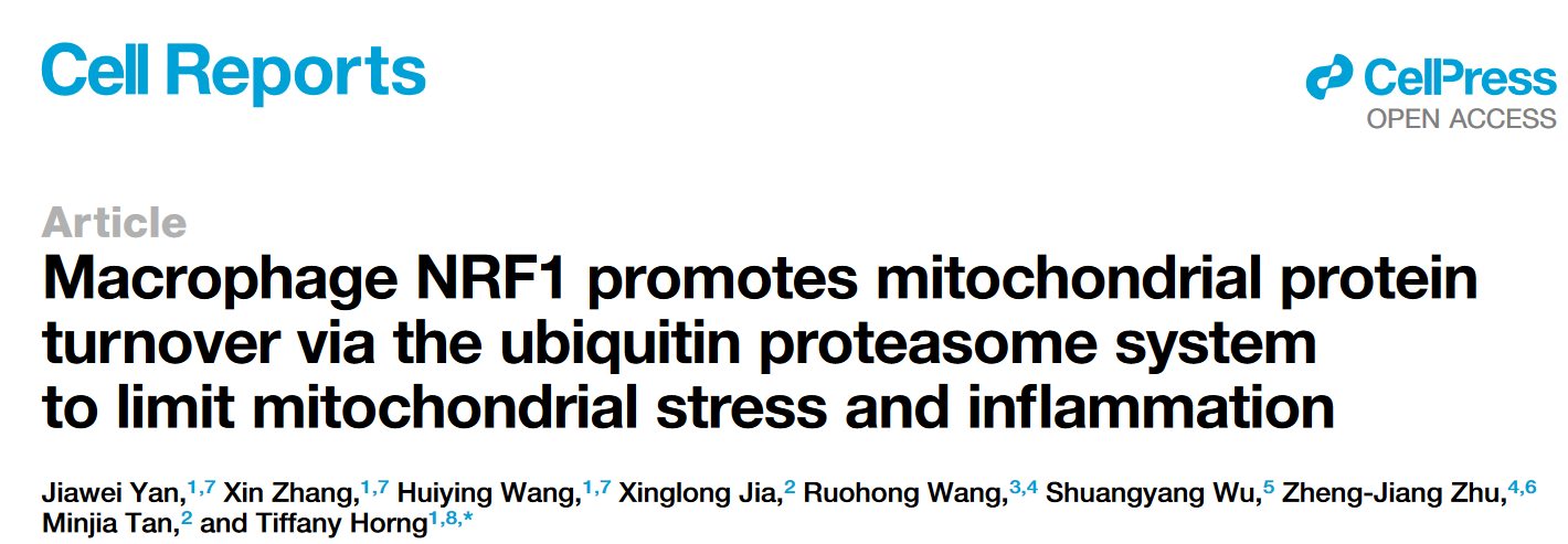生命学院洪诗雅课题组揭示NRF1介导的线粒体蛋白稳态调控巨噬细胞炎症反应变化