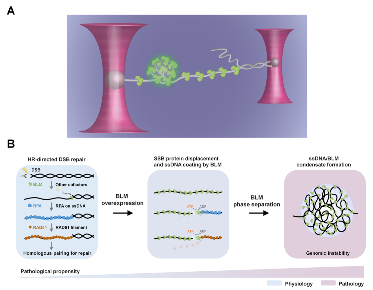 A Novel Helicase-DNA Interaction Model Uncovered