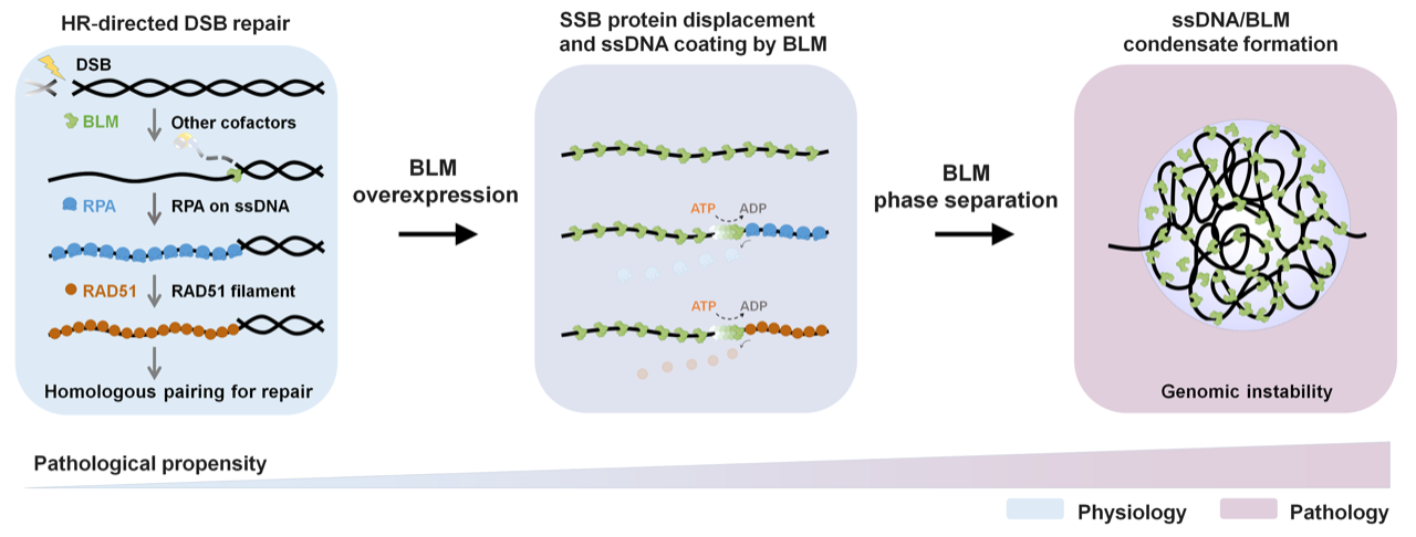 A novel helicase-DNA interaction model uncovered