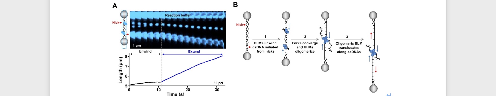 SLST researchers report a novel activity transition pathway of a DNA repair-involved helicase