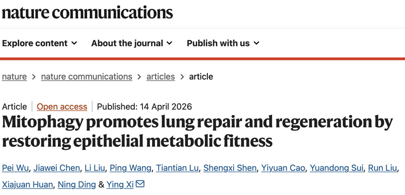 生命学院席莹课题组揭示线粒体自噬促进肺损伤后再生修复机制
