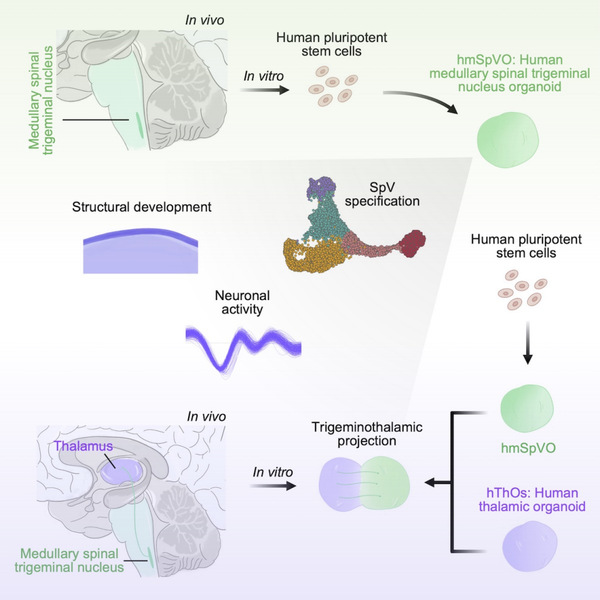 生命学院向阳飞组建立脊髓三叉神经核团特异脑类器官模型