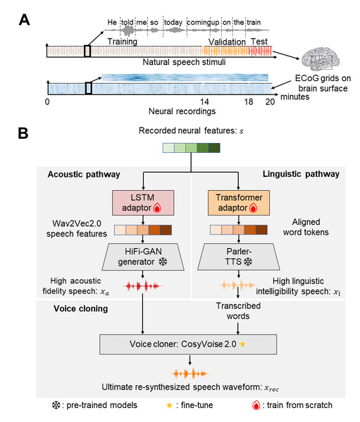 生医工学院李远宁课题组提出声学—语言双通路神经解码框架
