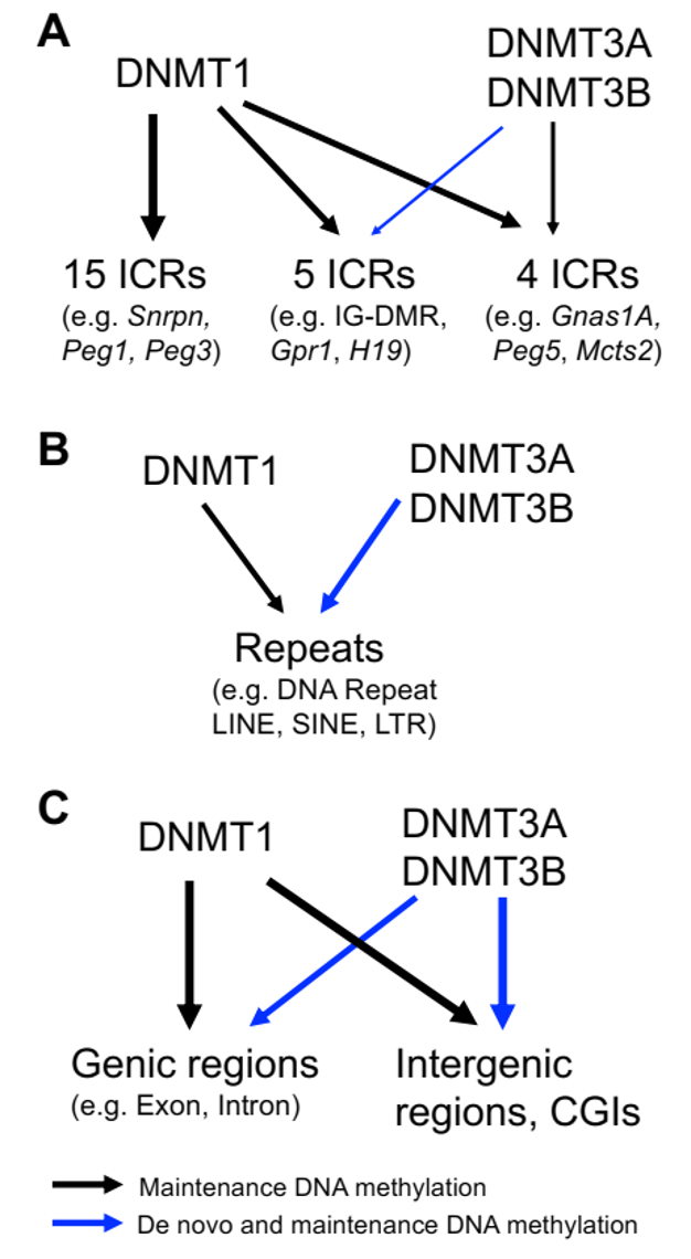 Scientists discover new mechanism of de novo and maintenance DNA methylation by DNA methyltransferases