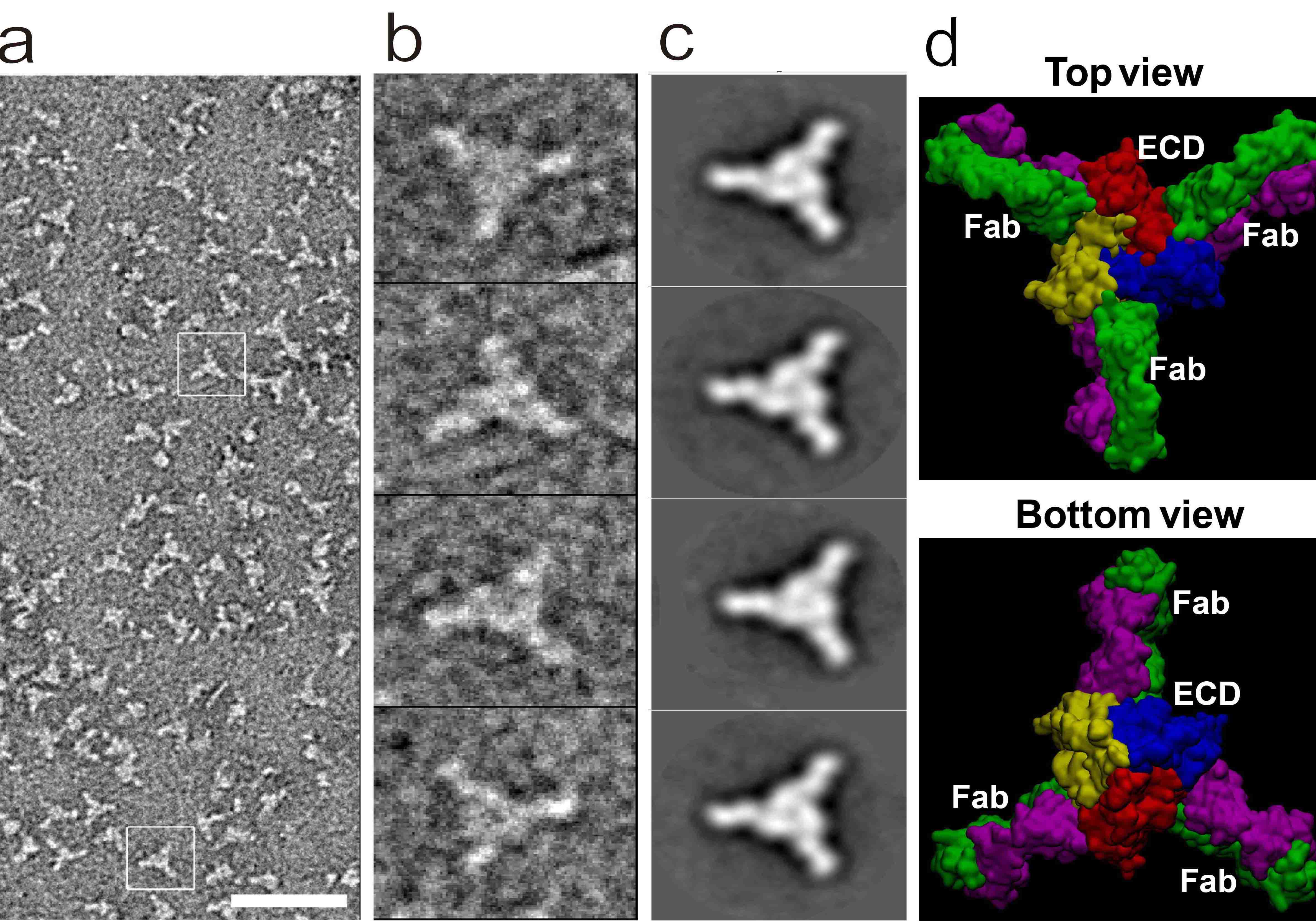 Highly Specific Antibody Could Help Fight Against Neurological Diseases