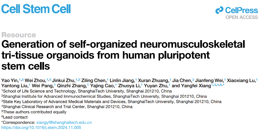 Scientists at SLST report the development of a human neuromusculoskeletal tri-tissue organoid model