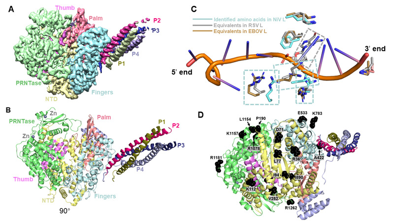 SIAIS researchers and collaborators provide structural insights into the Nipah virus polymerase complex