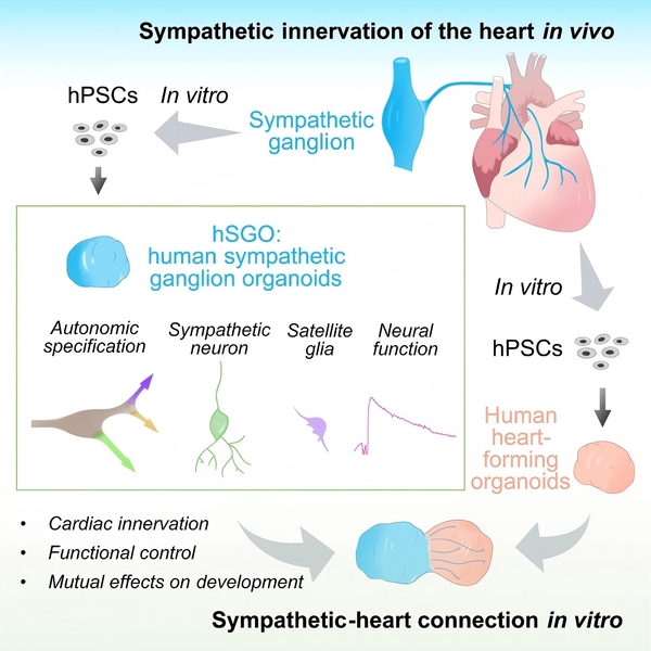 生命学院向阳飞组建立交感神经节类器官并在体外模拟交感-心脏连接