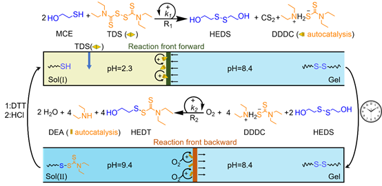 物质学院郑宜君课题组通过自催化反应网络实现对动态材料的时空控制