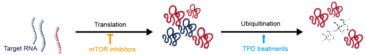 生命学院仓勇课题组与合作者揭示mTOR抑制剂广泛增强靶向蛋白降解药物疗效