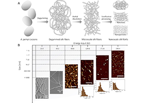 物质学院凌盛杰课题组设计绿色、低能耗、易放大化策略提取丝介观结构单元