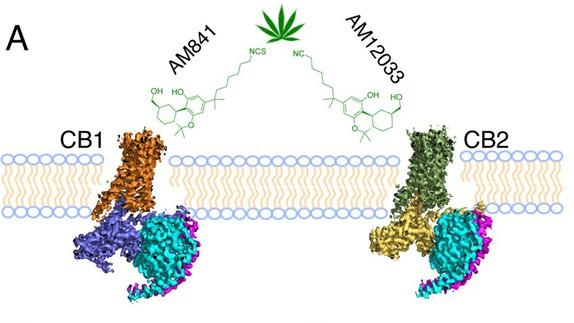 上海科技大学刘志杰团队系列研究最新成果再登Cell