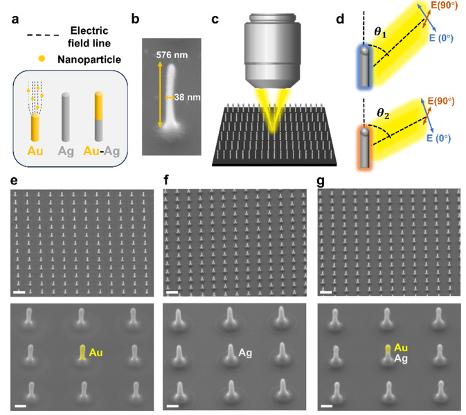 物质学院冯继成课题组3D打印纳米"光天线"，实现"定制化"捕捉可见光