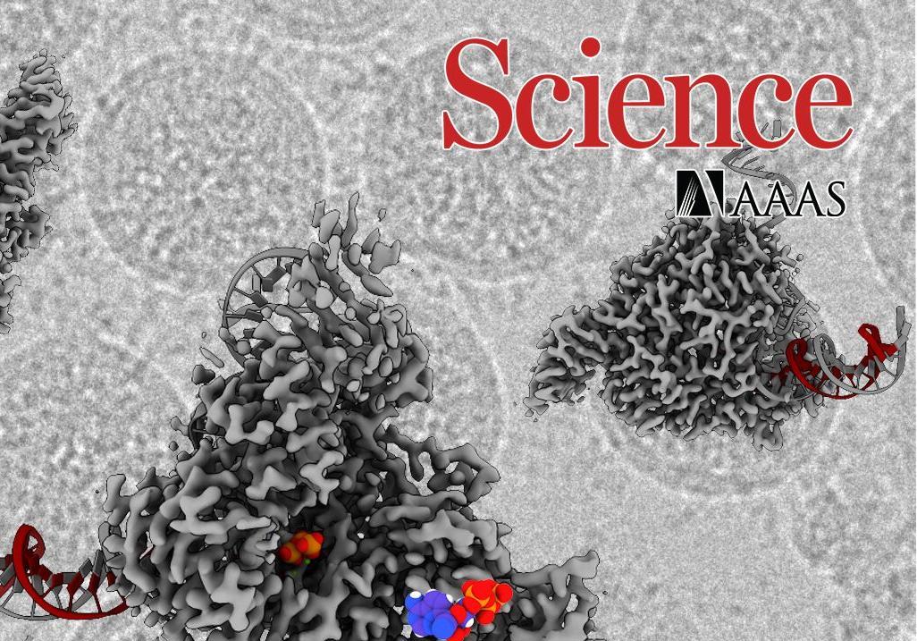 上科大等新冠联合攻关团队科研成果荣登Science——解析新冠病毒RNA依赖的RNA聚合酶三维精细结构