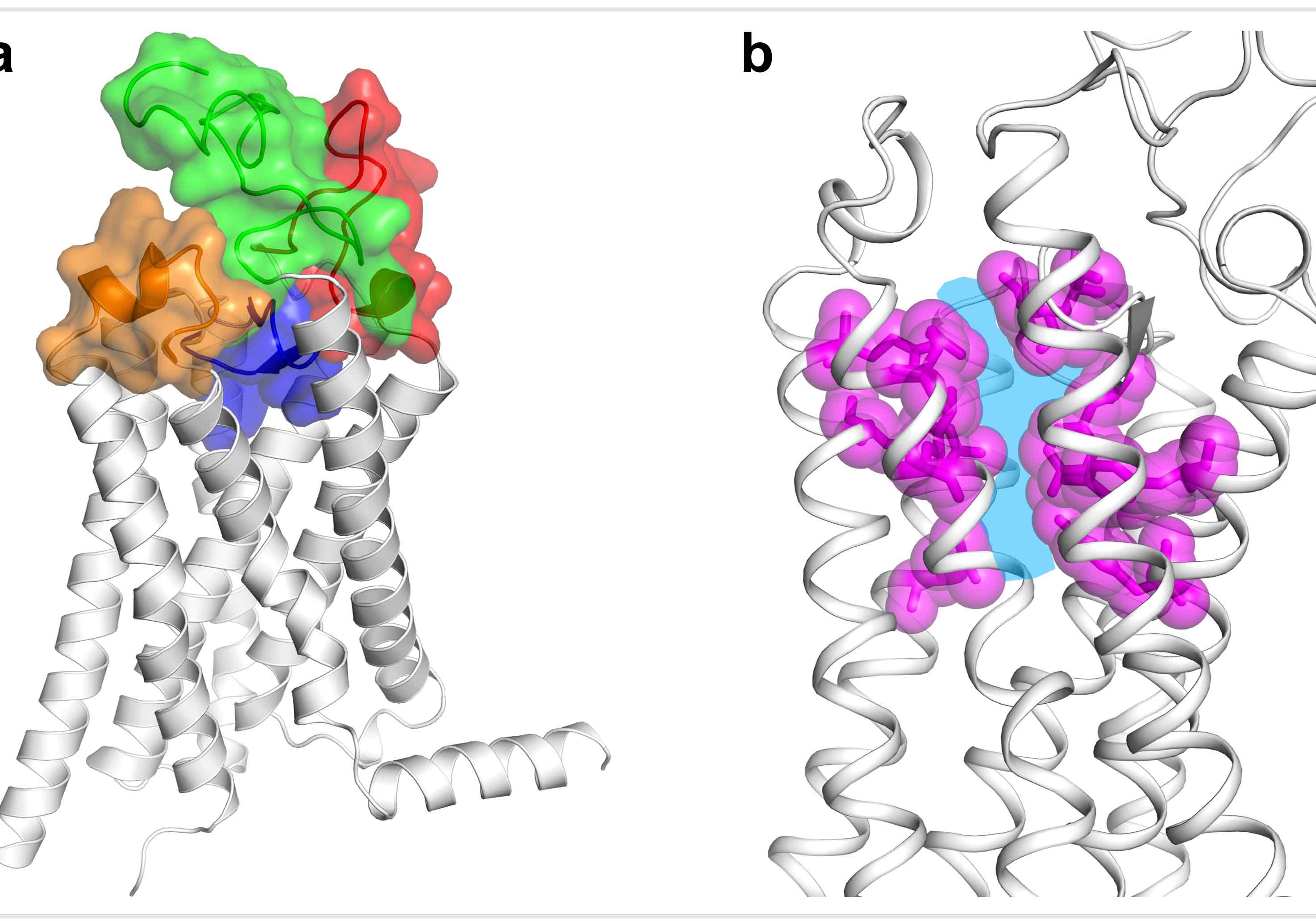 First Human Frizzled Receptor Structure Deciphered