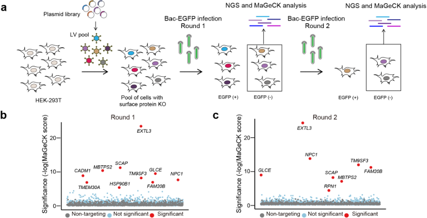 Identification of mammalian host factors essential for baculovirus infection