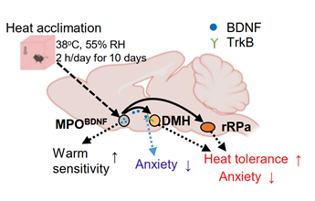生命学院沈伟课题组揭秘高温适应的神经机制，为抵御高温环境提供新策略