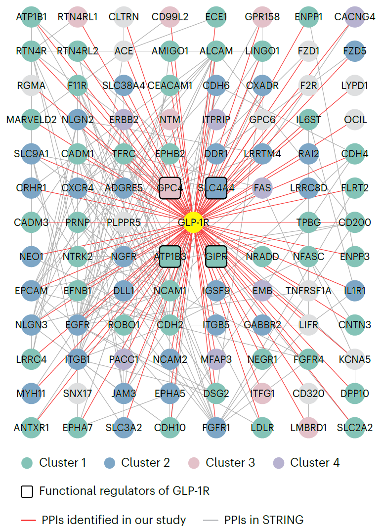 水雯箐/庄敏联合团队解析内源GLP-1受体的细胞膜蛋白互作组