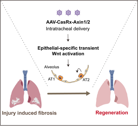 A new strategy to promote lung regeneration for pulmonary fibrosis treatment