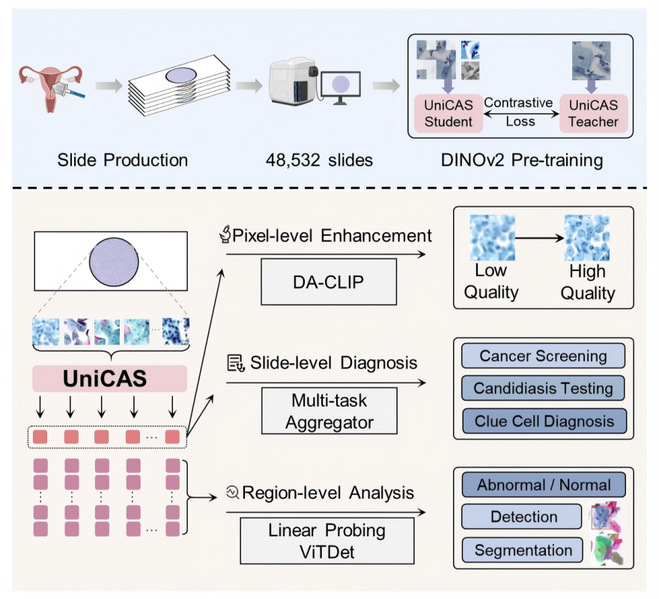 生物医学工程学院王乾团队推出宫颈细胞学筛查基础模型UniCAS