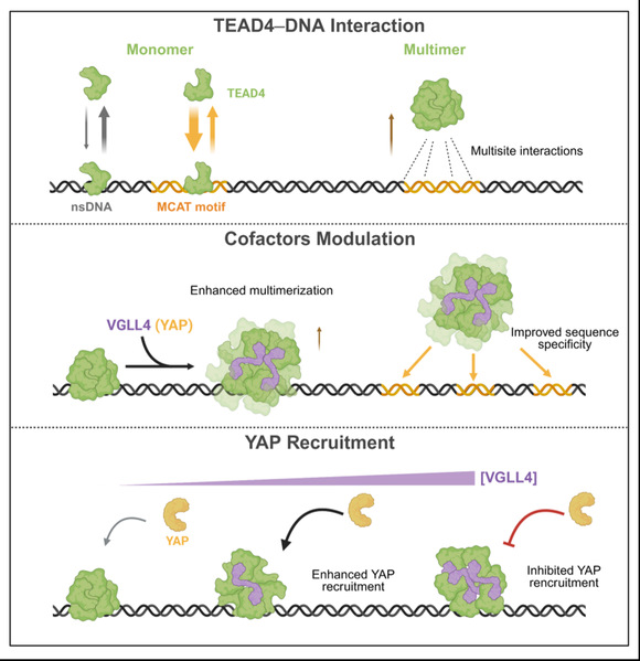 ShanghaiTech researchers reveal how the Hippo pathway transcription factor TEAD4 binds DNA