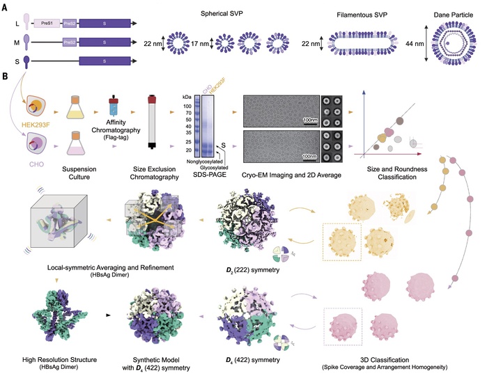 A half-century mystery in hepatitis B solved