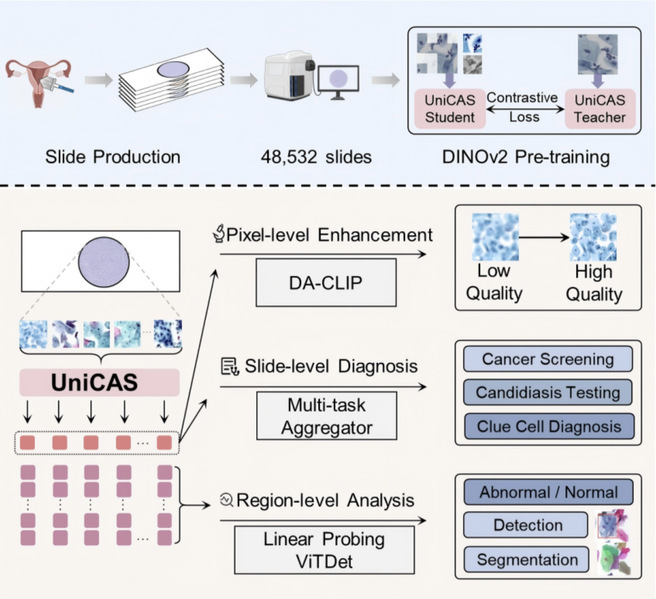 Scientists introduce a foundation model for cervical cytology screening