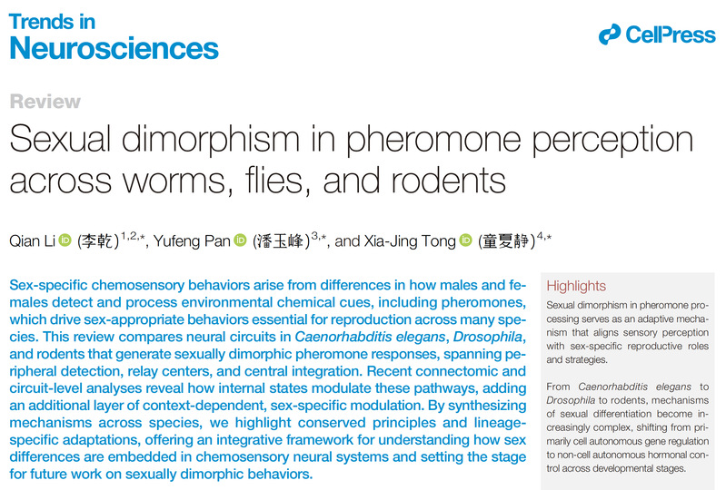 生命学院童夏静组与合作者揭示跨物种信息素感知的性别差异神经原理