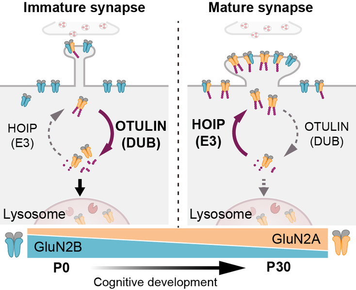 生命学院王彤组与合作者揭示线性泛素化轴调控NMDA受体亚基转换、促进突触成熟的新机制